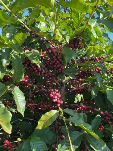 Brazil Fazenda Santa Rosa – 20 db lebomló kávékapszula