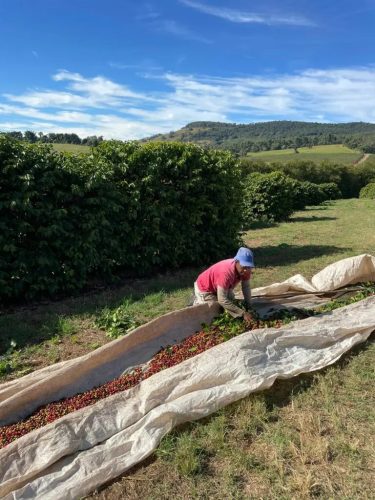 Brazil Fazenda Santa Rosa – 20 db lebomló kávékapszula