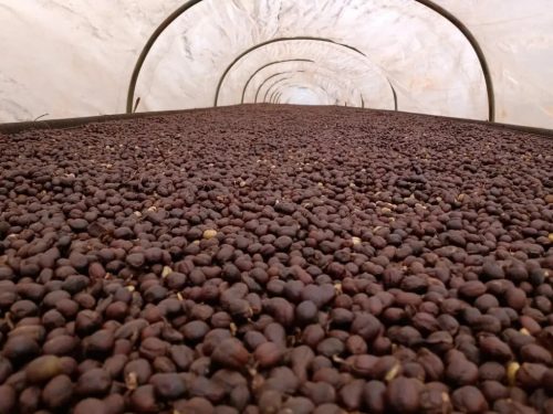 Brazil Fazenda Santa Rosa – 20 db lebomló kávékapszula