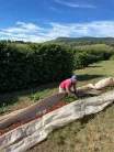 Brazil Fazenda Pereira – 20 db kávékapszula