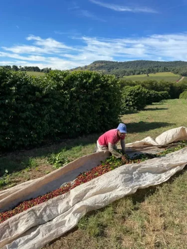 Brazil Fazenda Pereira – 20 db kávékapszula