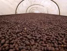 Brazil Fazenda Pereira – 20 db kávékapszula