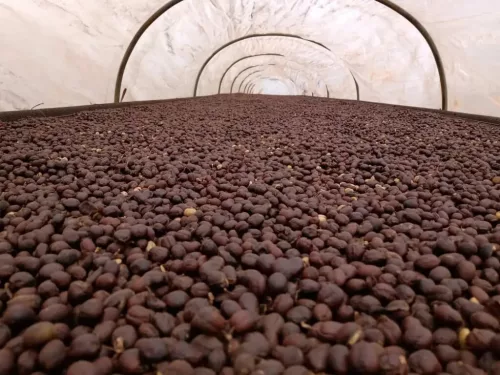 Brazil Fazenda Pereira – 20 db kávékapszula