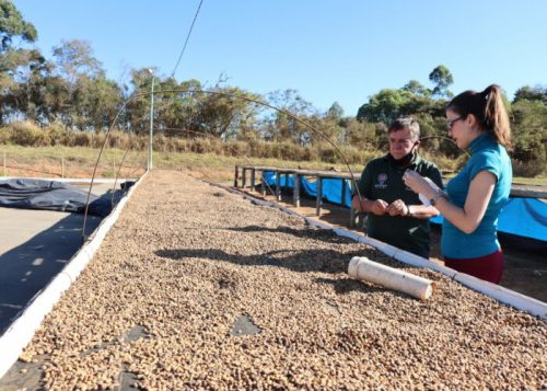 Brazil Fazenda Guariroba - Szemes kávé, világos pörkölés – 1000g 