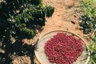 Brazil Monte Belo – Világos pörkölés – 1000g