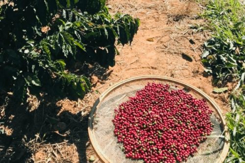 Brazil Pereira - Szemes kávé, sötét pörkölés – 1000g 
