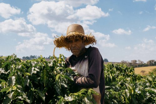 Brazil Pereira - Szemes kávé, vilagos pörkölés – 1000g 