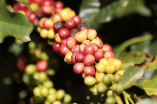 Brazil Pereira - Szemes kávé, vilagos pörkölés – 250g 