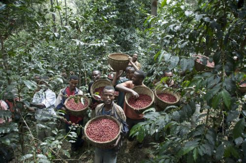 Coffee Lover Csomag – 3x250g