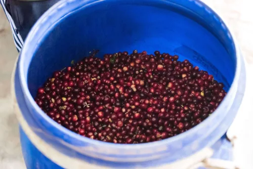 Colombia Manos Juntas - Szemes kávé, világos pörkölés - 1000g
