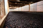 Colombia Manos Juntas - Szemes kávé, világos pörkölés - 1000g