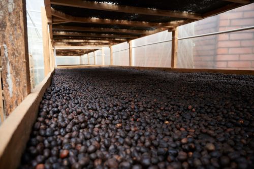 Colombia Manos Juntas - Szemes kávé, világos pörkölés - 1000g