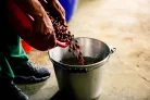 Colombia Manos Juntas - Szemes kávé, világos pörkölés - 250g