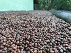 El Salvador Jose Antonio Flores - Szemes kávé, világos pörkölés - 1000g
