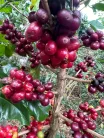 El Salvador Jose Antonio Flores - Szemes kávé, világos pörkölés - 1000g