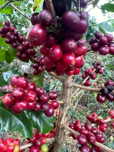 El Salvador Jose Antonio Flores - Szemes kávé, világos pörkölés - 250g