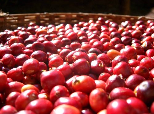 Ethiopia Buriso Dambi – 20 db lebomló kávékapszula