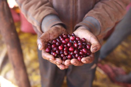 Ethiopia Buriso Dambi – 20 db lebomló kávékapszula