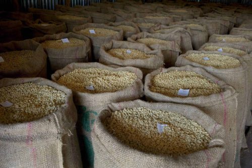 Ethiopia Buriso Dambi – 20 db lebomló kávékapszula