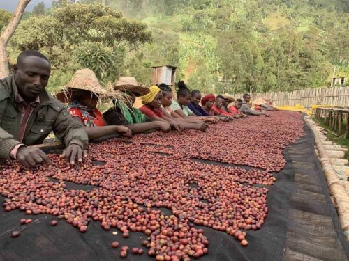 Ethiopia Buriso Dambi – 20 db lebomló kávékapszula