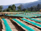 Ethiopia Halo Beriti - Szemes kávé, világos pörkölés - 1000g