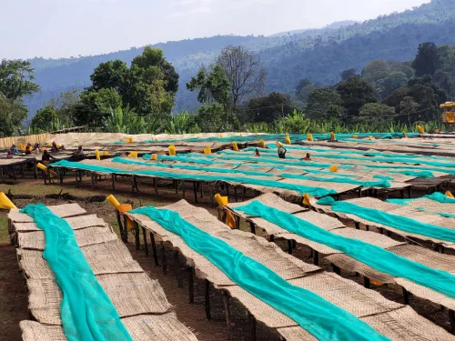 Ethiopia Halo Beriti - Szemes kávé, világos pörkölés - 1000g