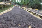 Ethiopia Halo Beriti - Szemes kávé, világos pörkölés - 1000g
