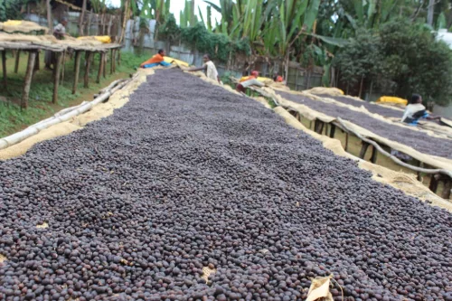 Ethiopia Halo Beriti - Szemes kávé, világos pörkölés - 1000g