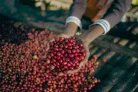 Ethiopia Halo Beriti - Szemes kávé, világos pörkölés - 1000g