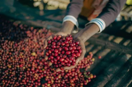 Ethiopia Halo Beriti - Szemes kávé, világos pörkölés - 1000g