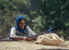 Ethiopia Halo Beriti - Szemes kávé, világos pörkölés - 1000g
