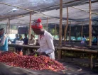 Ethiopia Halo Beriti - Szemes kávé, világos pörkölés - 1000g