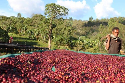 Ethiopia Hambela - 1000g