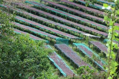 Ethiopia Hambela - 250g