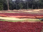 Ethiopia Lala Salama - Koffeinmentes szemes kávé, világos pörkölés - 1000g