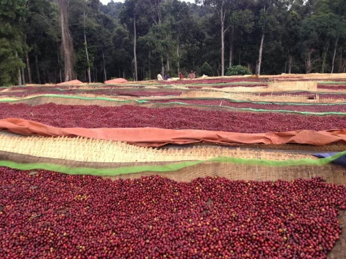 Ethiopia Lala Salama - Koffeinmentes szemes kávé, világos pörkölés - 1000g