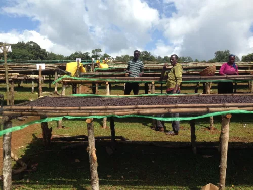 Ethiopia Lala Salama - Koffeinmentes szemes kávé, világos pörkölés - 1000g