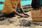 Ethiopia Lala Salama - Koffeinmentes szemes kávé, világos pörkölés - 250g