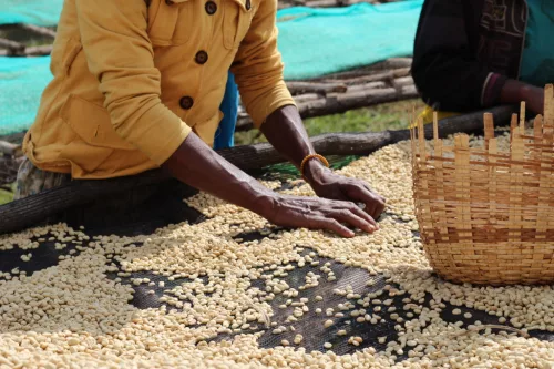 Ethiopia Lala Salama - Koffeinmentes szemes kávé, világos pörkölés - 250g