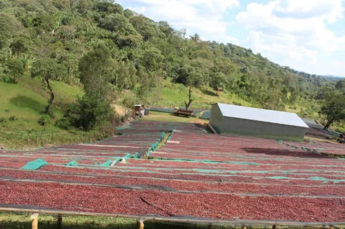 Ethiopia Buku Saysa - 1000g