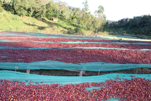 Ethiopia Buku Saysa - 1000g