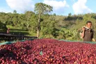 Ethiopia Buku Saysa - 250g