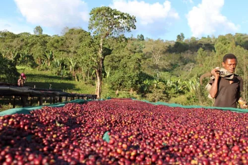 Ethiopia Buku Saysa - 250g