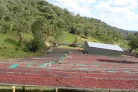 Ethiopia Buku Saysa - 250g