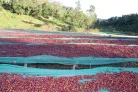 Ethiopia Buku Saysa - 250g