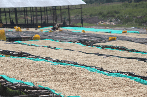 Felfedező Csomag - 5x250g