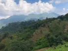 Guatemala Finca Pampojilá- Szemes kávé, világos pörkölés - 1000g