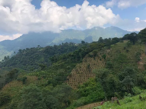 Guatemala Finca Pampojilá- Szemes kávé, világos pörkölés - 1000g