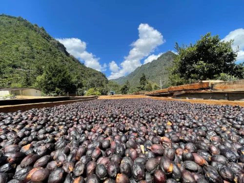 Guatemala Finca Pampojilá- Szemes kávé, világos pörkölés - 1000g