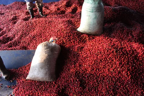 Guatemala Finca Pampojilá- Szemes kávé, világos pörkölés - 1000g